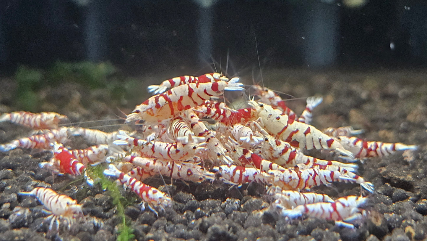 RED FANCY TIGER