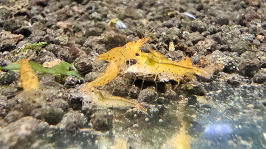 Tangerine Tiger plus for DOA