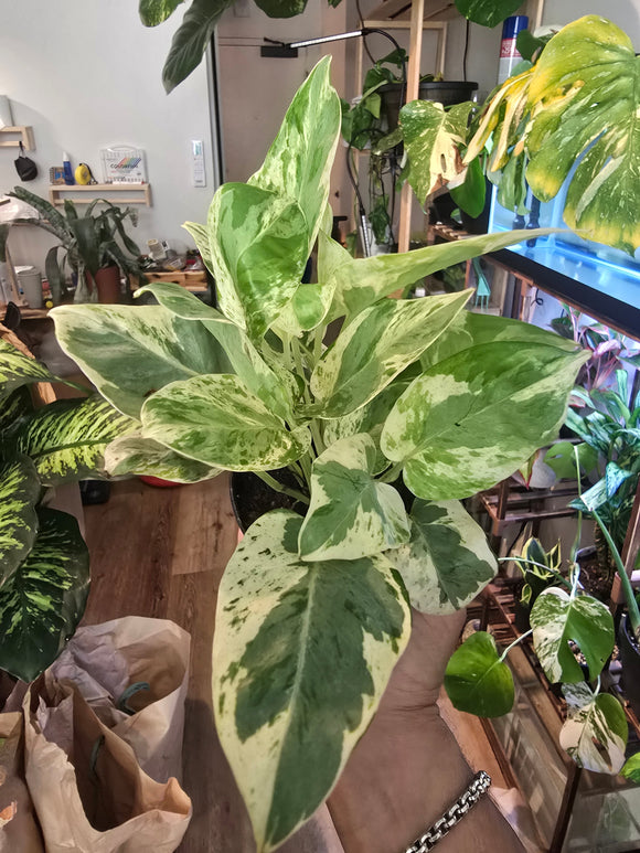 4 inch pot- Exact Plant, Peals & Jade Pothos rare high variegation elegant