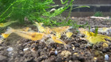 Orange Eye Yellow King Kong