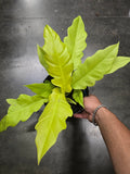 6 inch Pot- Philodendron  'Golden Crocodile' Beautiful Plant indoor outdoor- Get Similar