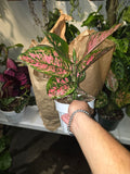 6 inch Pot - Pink Plant Live Aglaonema Indoor Air Purifier Easy Care- Get similar