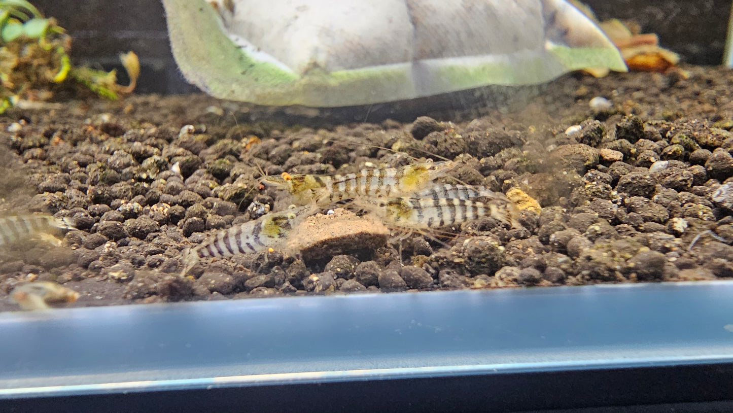Zebra Babaulti Shrimp plus for DOA extra)