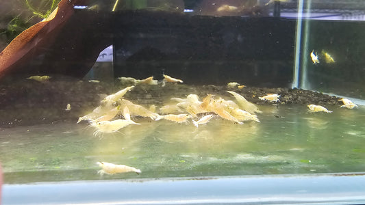 Golden/White Bee Mix. PLUS FOR DOA