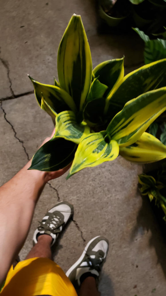 6 in Pot -  Sansevieria, Golden Flame 'La Rubia', Snake Plant, Live House Plant- Air Purifier- Feet Tall- Get similar