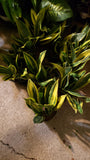 6 in Pot -  Sansevieria, Golden Flame 'La Rubia', Snake Plant, Live House Plant- Air Purifier- Feet Tall- Get similar