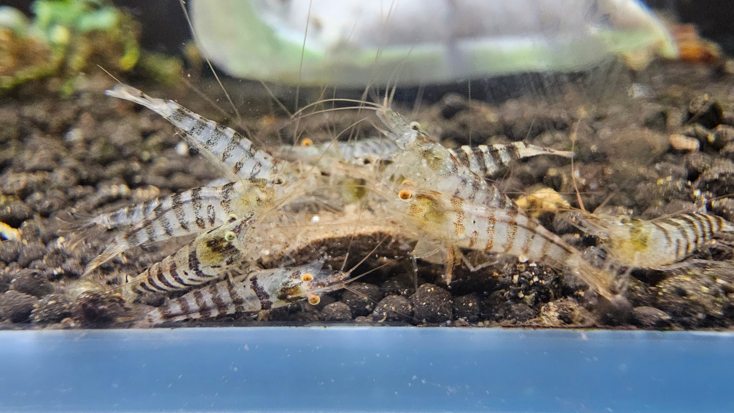 Zebra Babaulti Shrimp plus for DOA extra)