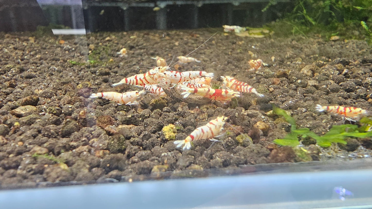 RED FANCY TIGER