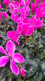 Cyclamen Pink White Rim, Christmas gifts in 4 inch pot Winter Flowers- Get Similar