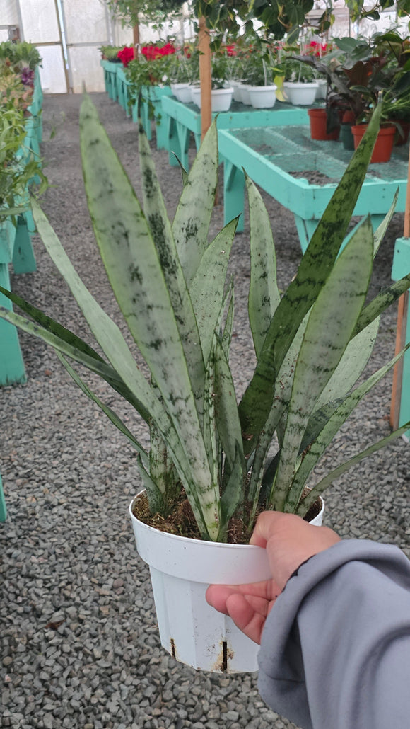 Sansevieria trifasciata 'Silver Princess' in 6 inch pot - Snake Plant - 1.5-2 Ft Snake Plant - Get similar