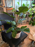 8 inch pot - Philodendron squamiferum XL big plant - Red Bristle Philodendron indoor and outdoor air purifier- Get similar to the picture