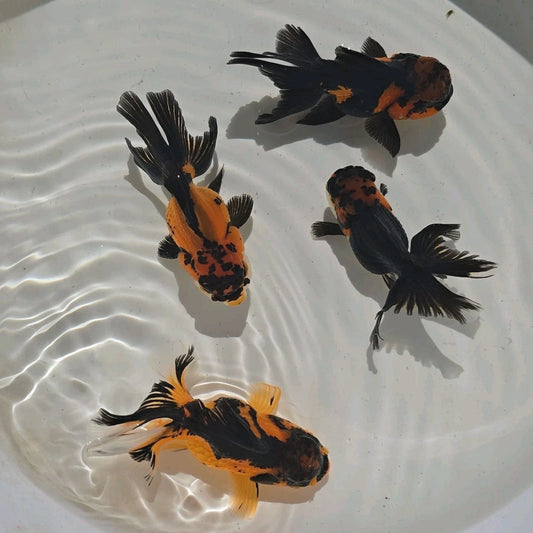 Apache Oranda Juvenile