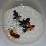 Apache Oranda Juvenile