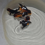 Apache Oranda Juvenile