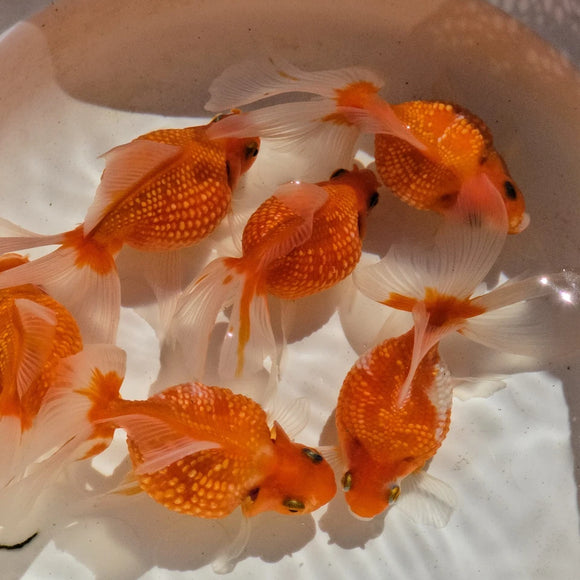 Super Red Pearlscale Long Fin