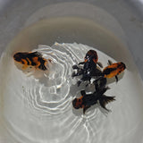 Apache Oranda Juvenile