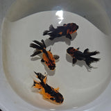 Apache Oranda Juvenile