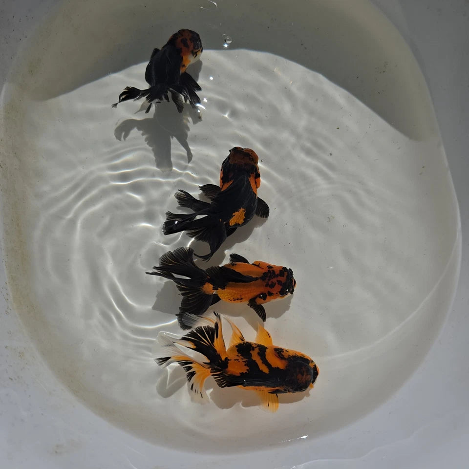 Apache Oranda Juvenile
