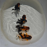 Apache Oranda Juvenile