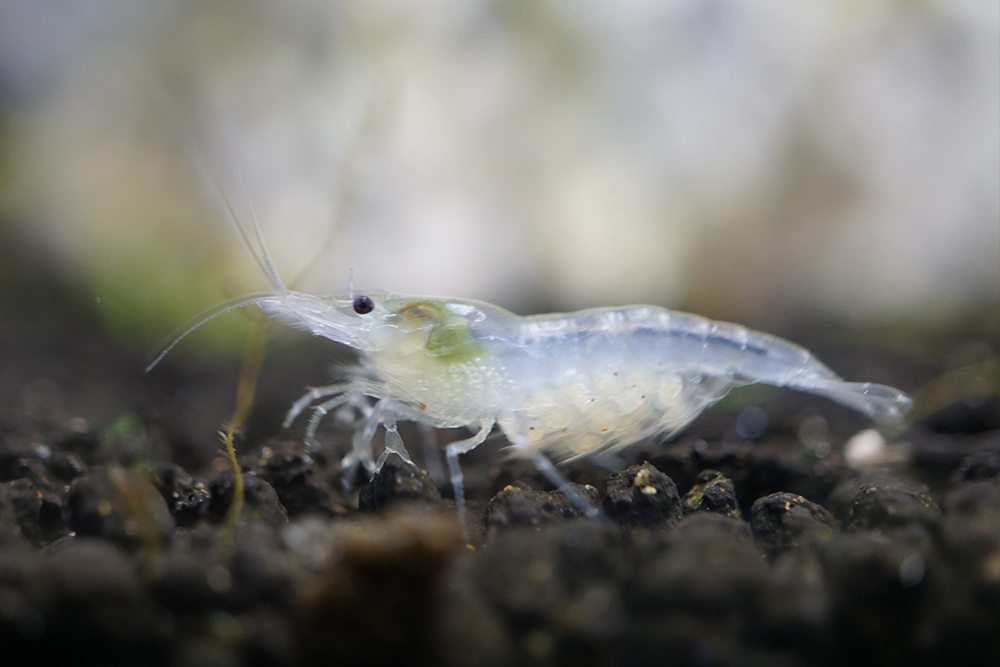 SNOWBALL SHRIMP