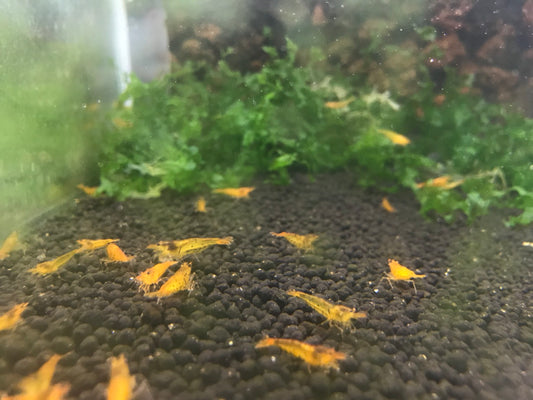 Tangerine Tiger plus for DOA