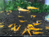 Freshwater Tangerine Tiger plus for DOA