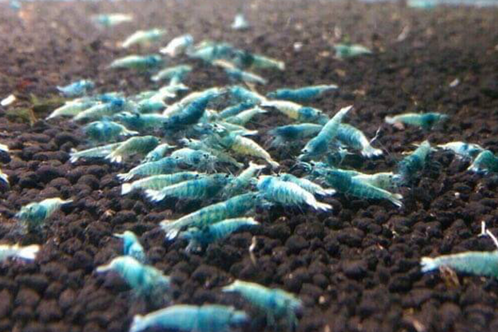 [neo-caridinas] - Blue Crown Aquatics Trade