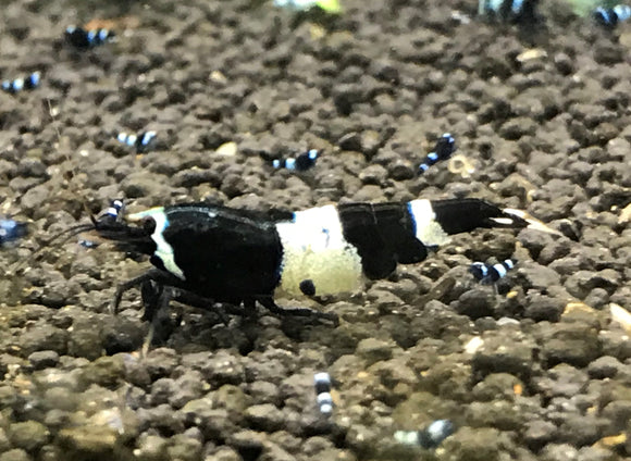 Freshwater  Black King Kong  plus for DOA