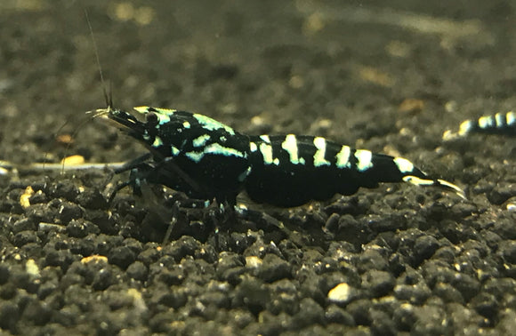 Freshwater Black Galaxy plus for DOA