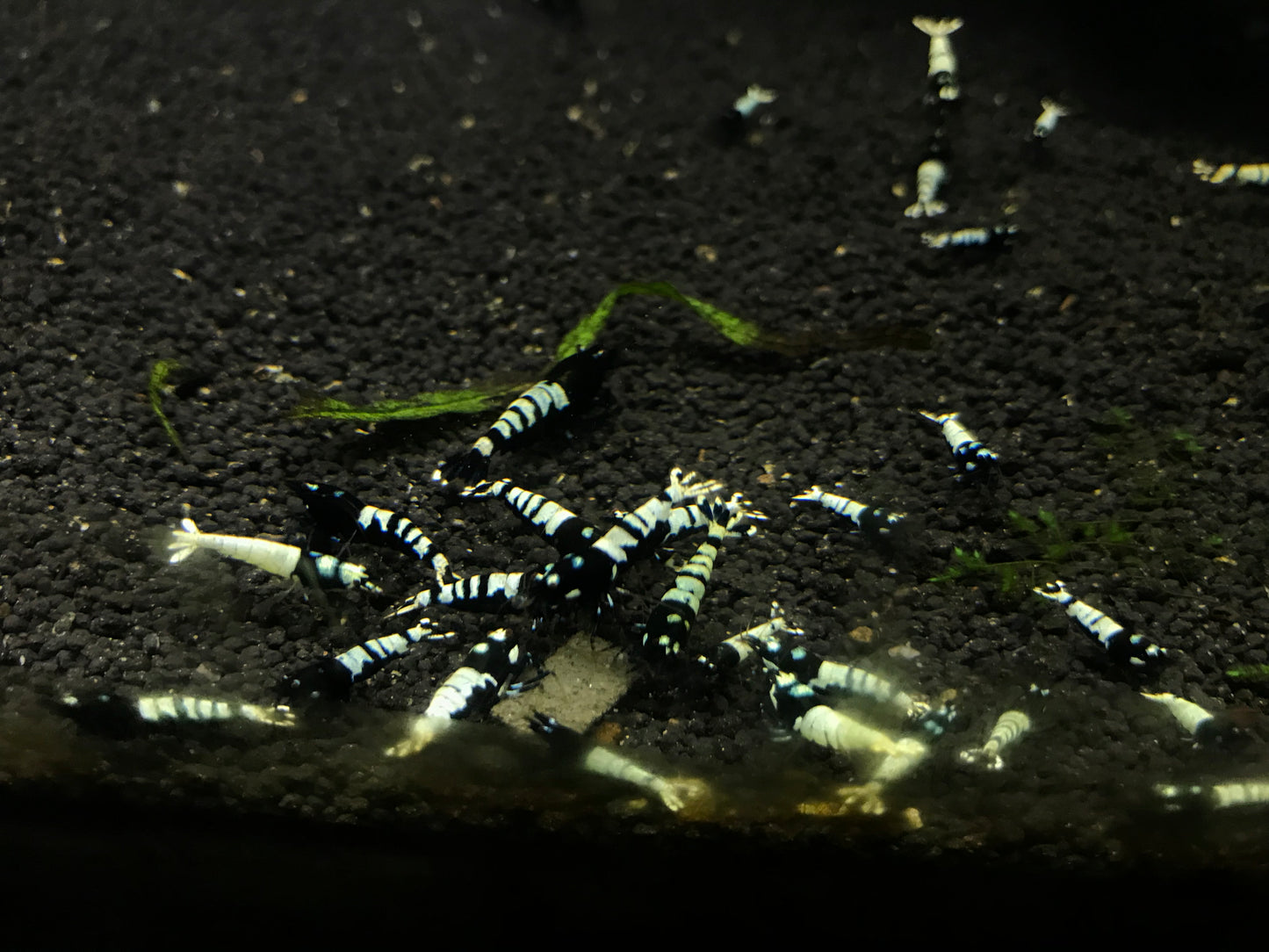 Black Pinto plus for DOA