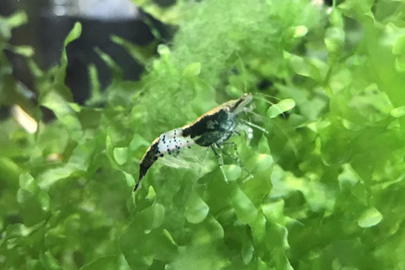 Freshwater Carbon Rili/Black Rili plus for DOA
