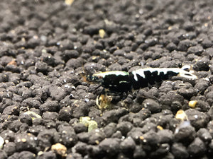 Ornamental Freshwater BLACK GALAXY FISHBONE A/S plus for DOA