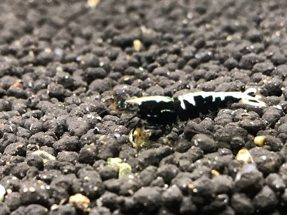 Ornamental Freshwater BLACK GALAXY FISHBONE A/S plus for DOA