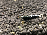 Ornamental Freshwater BLACK GALAXY FISHBONE A/S plus for DOA