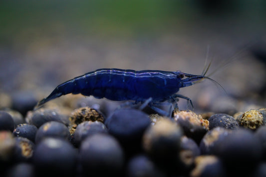 Blue Sapphire/Blue Diamond plus for DOA