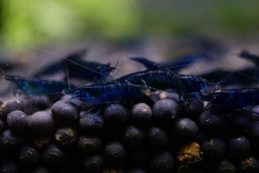 Blue Sapphire/Blue Diamond plus for DOA