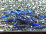 Blue Rili Shrimp (PACK OF 5+1 for DOA extra)