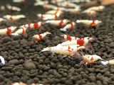 Crystal Red Shrimp A/S plus for DOA