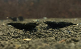 Freshwater  Black King Kong - Extreme plus for DOA