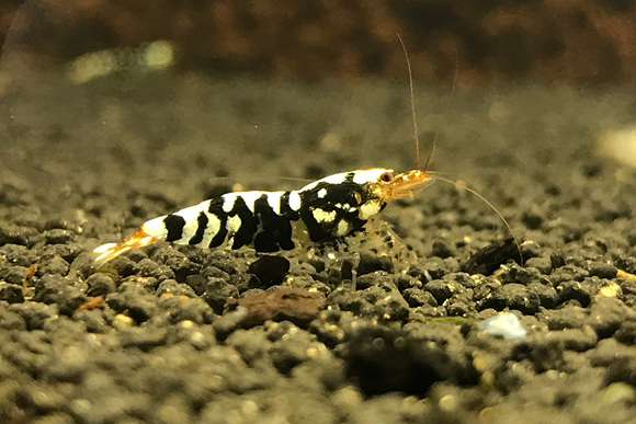 Black Fancy Tiger Shrimp A/S Garde (PACK OF 5+1 for DOA extra)