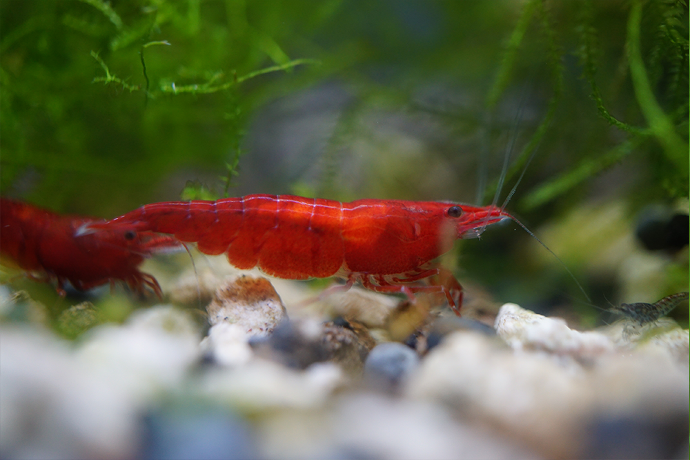 [neo-caridinas] - Blue Crown Aquatics Trade