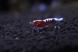 Red Galaxy Fishbone Grade S (PACK OF 5+1 for DOA extra)