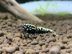 BLACK GALAXY FISHBONE SHRIMP SS (PACK OF 5+1 for DOA extra)