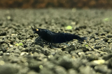 [neo-caridinas] - Blue Crown Aquatics Trade