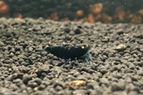 [neo-caridinas] - Blue Crown Aquatics Trade