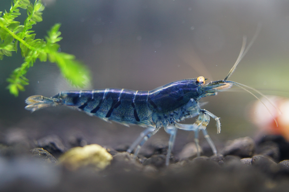 Orange Eye - Blue Tiger Shrimp plus for DOA