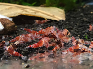 Orange Eye - Red Ghost Shrimp (Pack of 5+1)