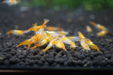 Freshwater Orange Rili plus for DOA