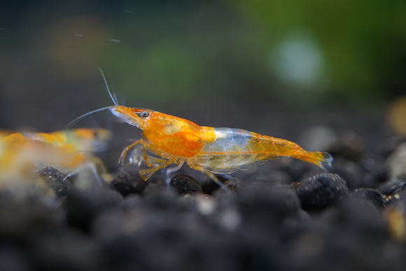 Orange Rili Shrimp plus for DOA