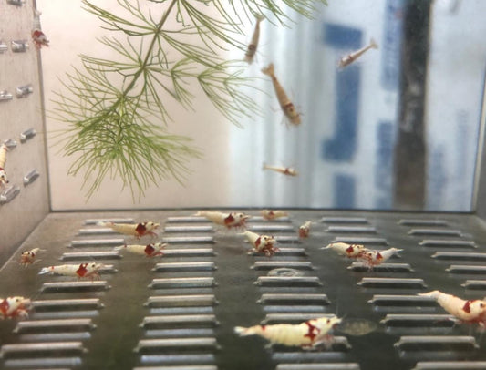 PRL/ Pure Red Line - Mosura SS grade plus for DOA